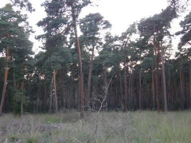 habitat